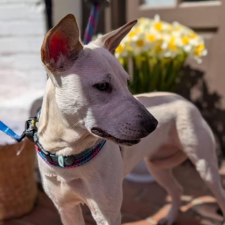 Enlarge Gemma, a Adoptable Mixed Breed in Fredericksburg, VA image 4/5