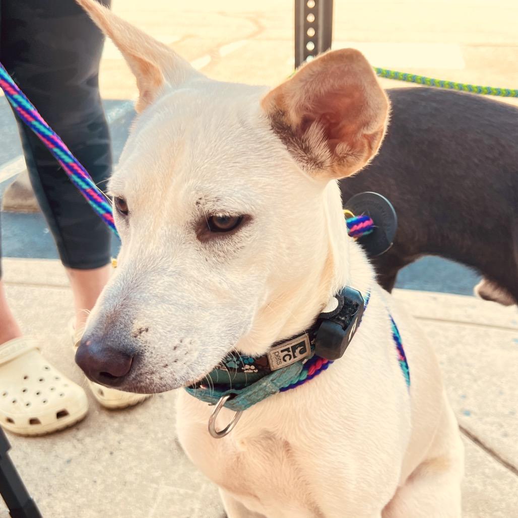 Enlarge Gemma, a Adoptable Mixed Breed in Fredericksburg, VA image 5/5