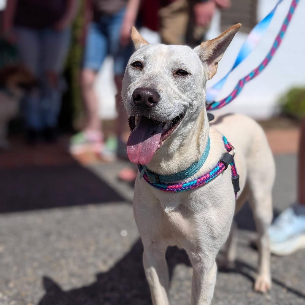 Gemma, a Adoptable Mixed Breed in Fredericksburg, VA image 3/3