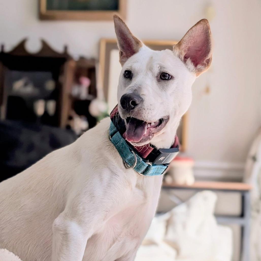 Enlarge Gemma, a Adoptable Mixed Breed in Fredericksburg, VA image 3/4