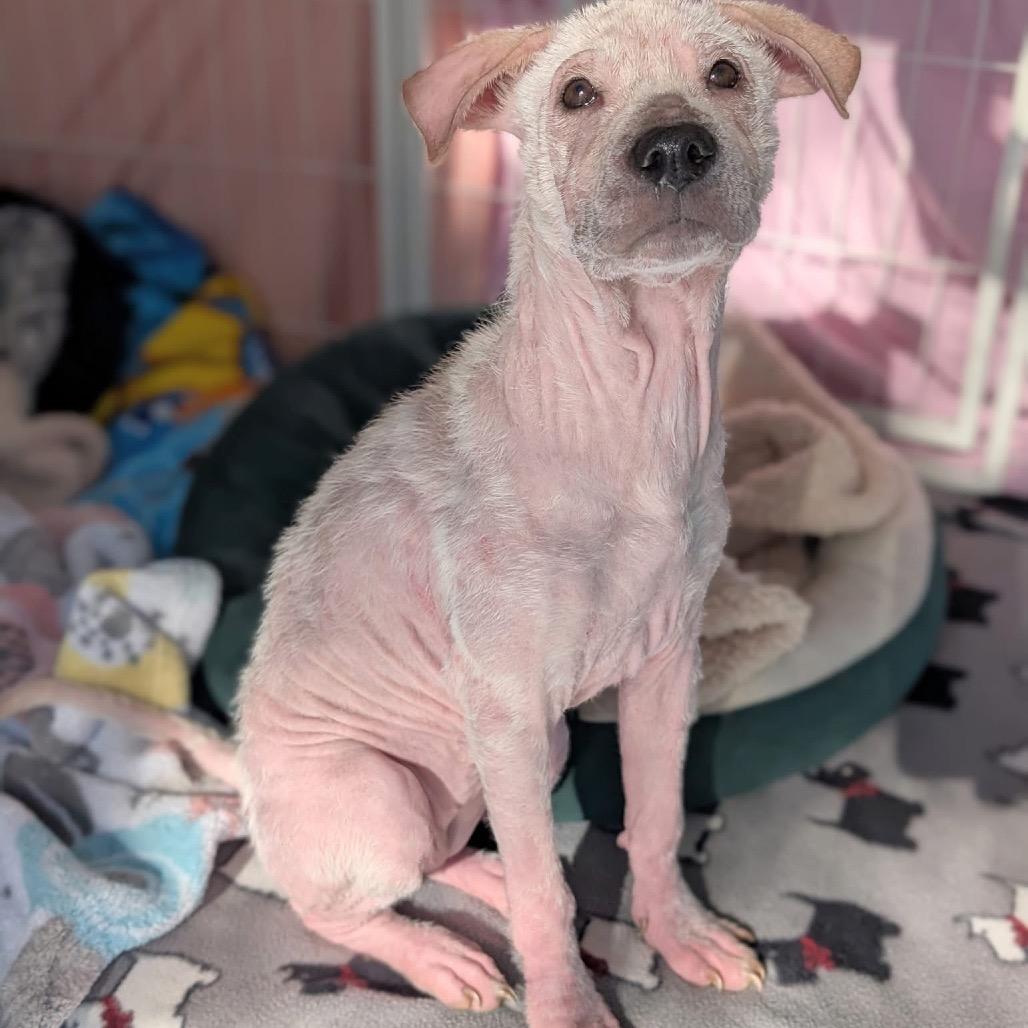 Enlarge Hidden Gem, a Adoptable Mixed Breed in Fredericksburg, VA image 5/6