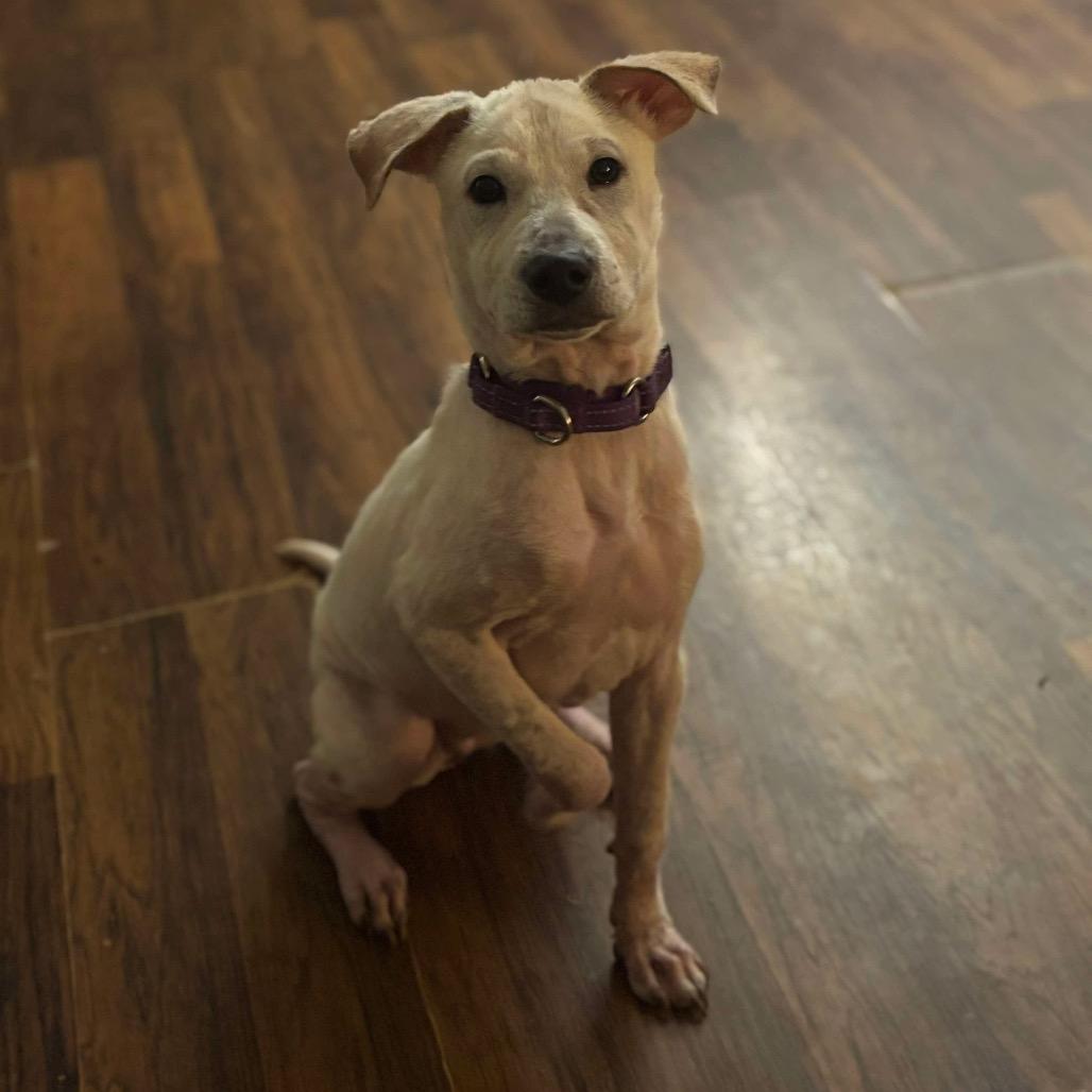 Enlarge Hidden Gem, a Adoptable Mixed Breed in Fredericksburg, VA image 6/6