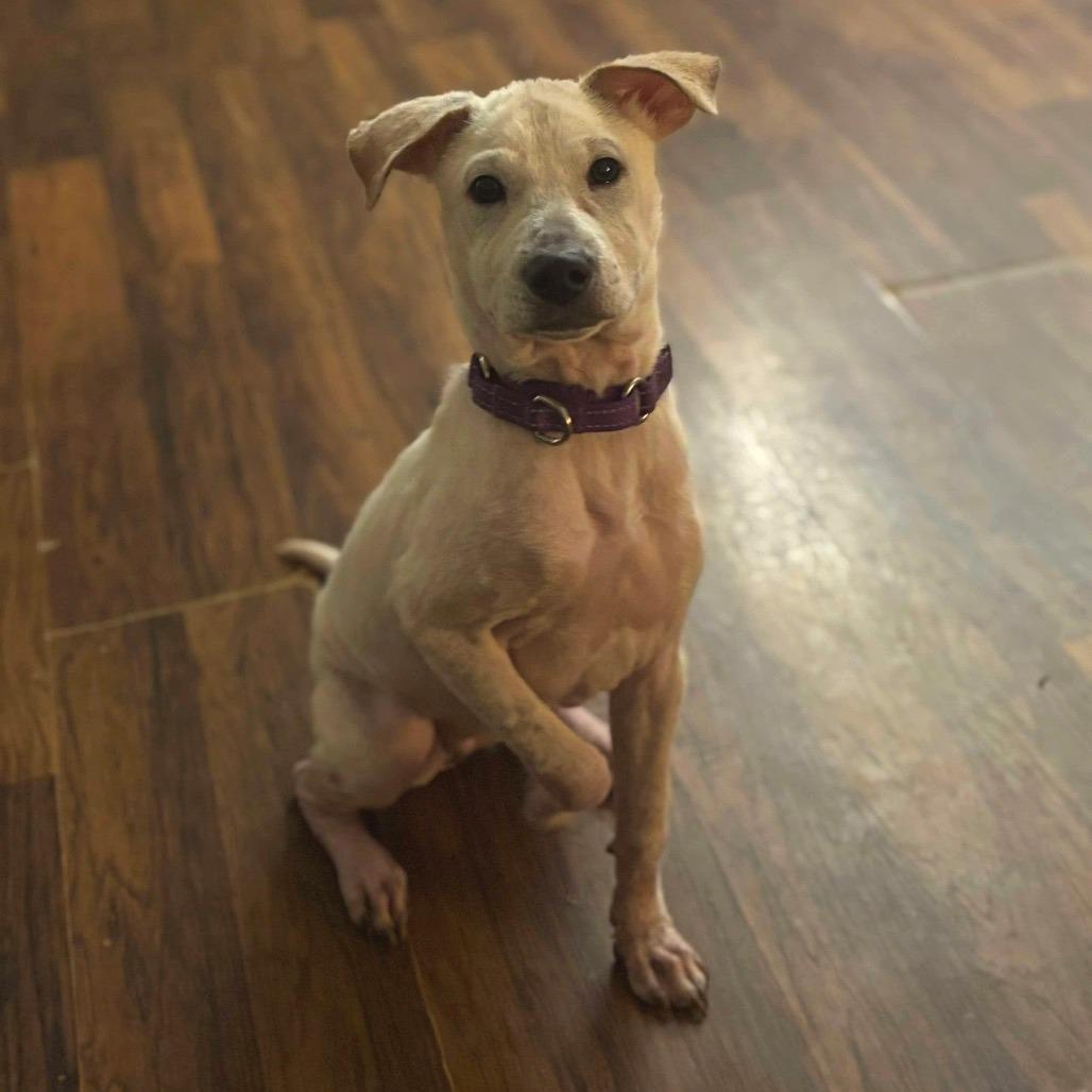 Enlarge Gemma, a Adoptable Mixed Breed in Fredericksburg, VA image 4/4