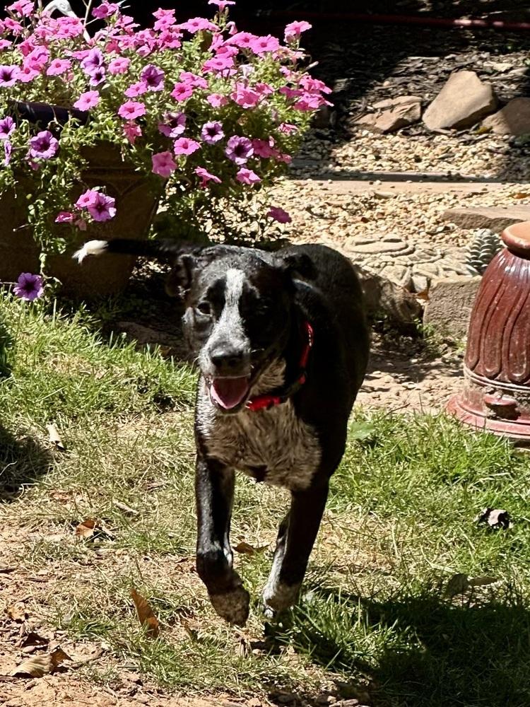 KITTY, Adoptable, Young Female Labrador Retriever & Australian Cattle Dog / Blue Heeler.