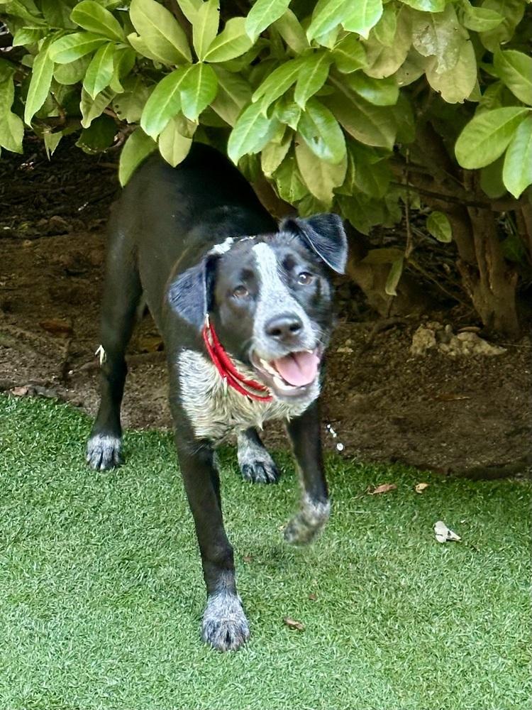 Enlarge KITTY, a Adoptable mixed breed in Milton, GA image 2/6