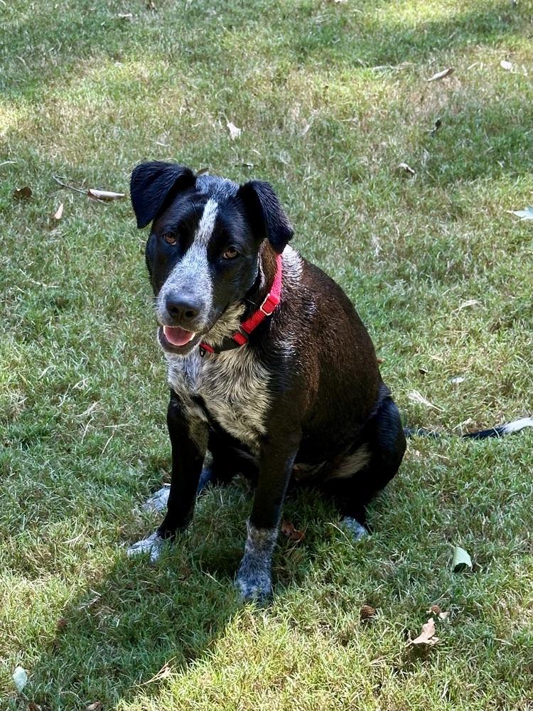 Enlarge KITTY, a Adoptable mixed breed in Milton, GA image 3/6