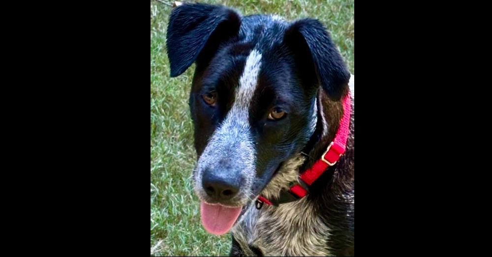 Enlarge KITTY, a Adoptable mixed breed in Milton, GA image 5/6