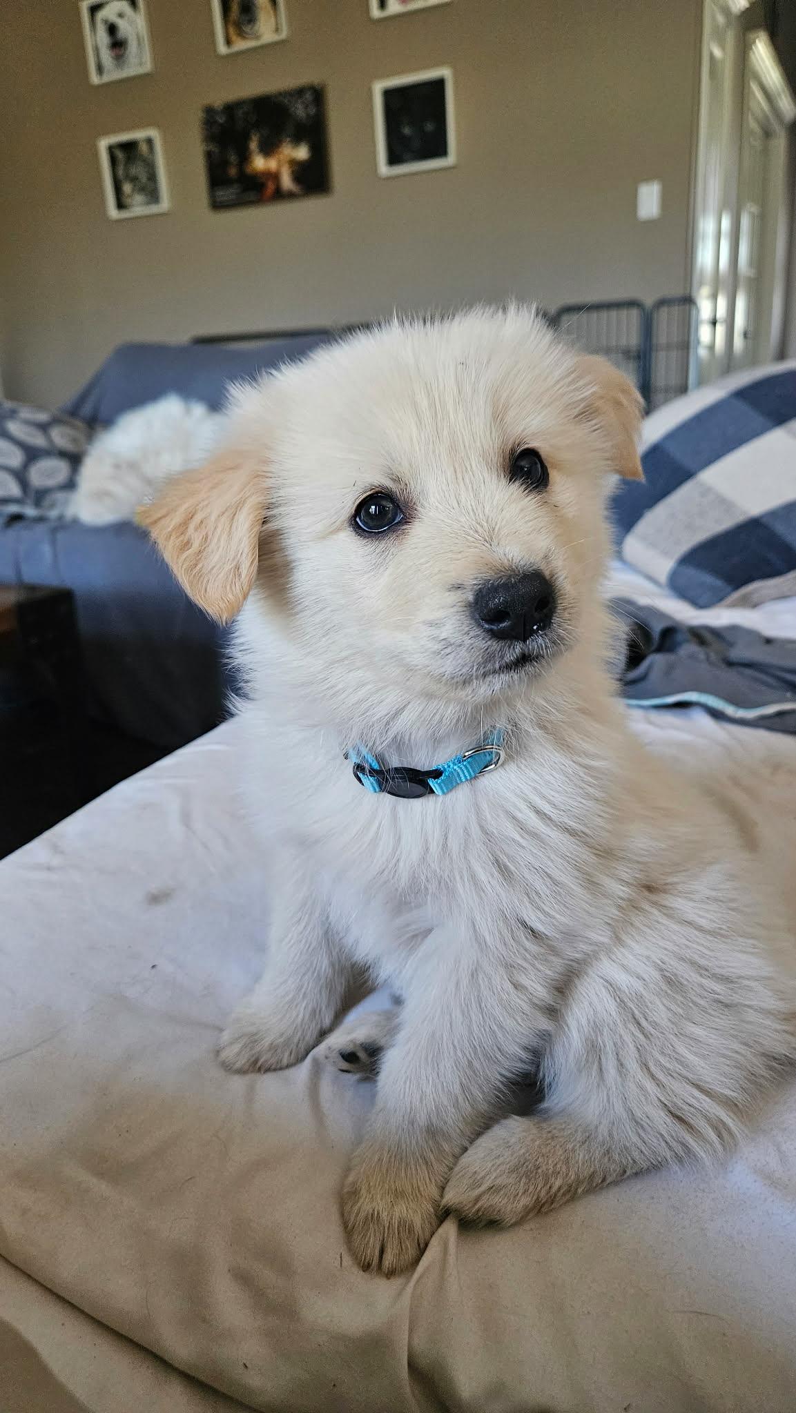 Enlarge Biscuit SAT The Bear Litter, a Adopted mixed breed in Quinlan, TX image 1/4