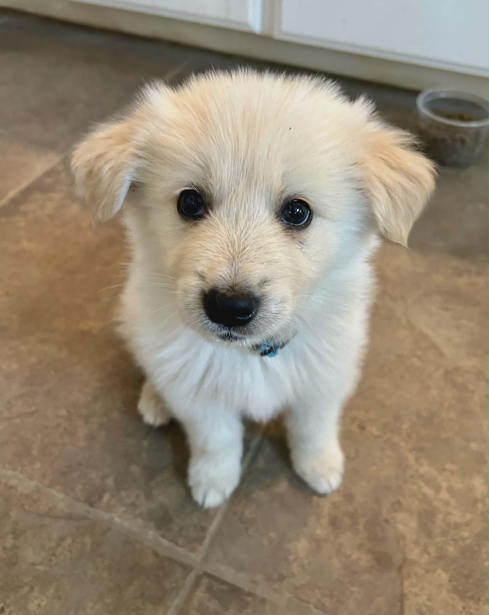 Enlarge Biscuit SAT The Bear Litter, a Adopted mixed breed in Quinlan, TX image 2/4