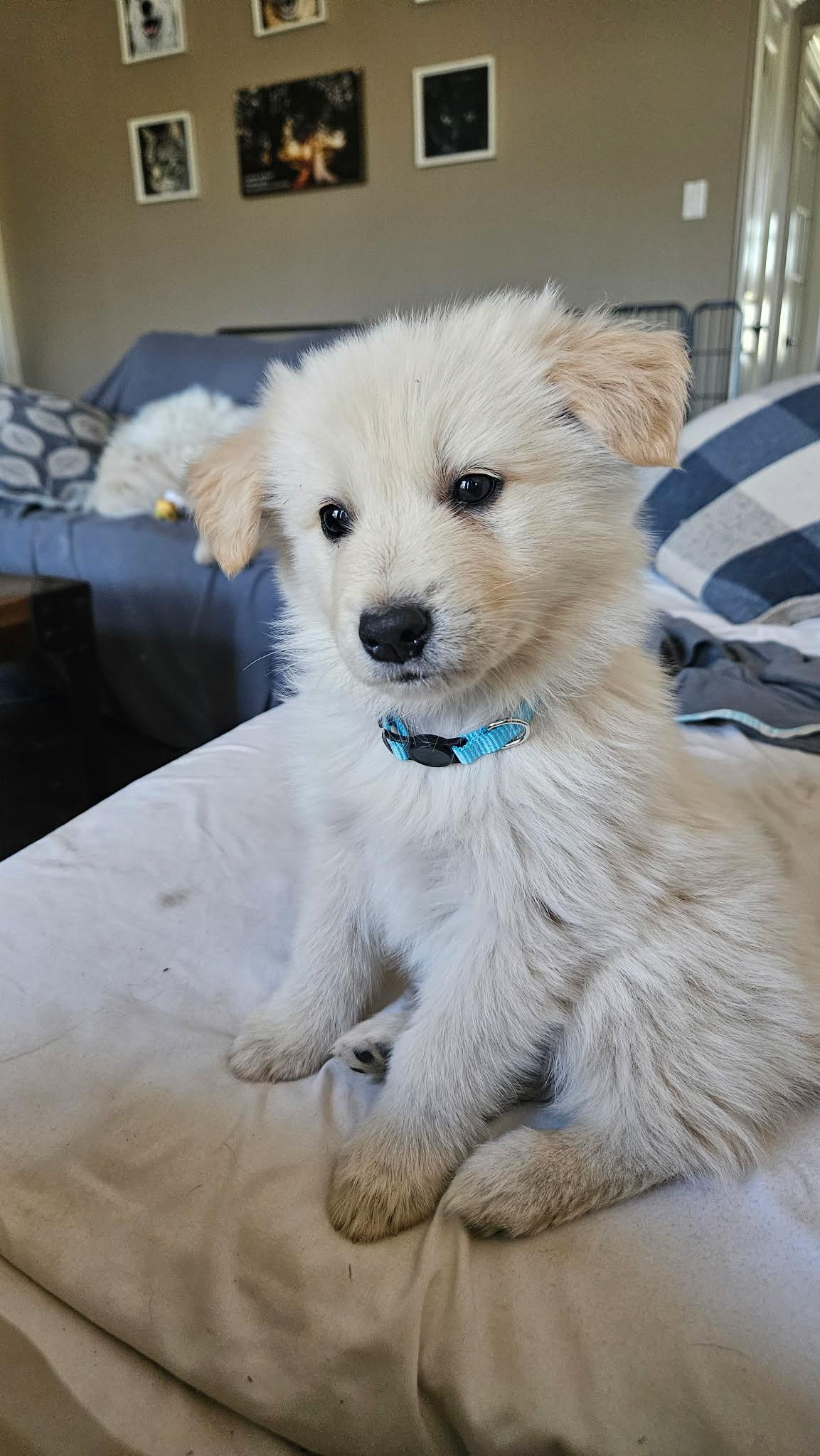 Enlarge Biscuit SAT The Bear Litter, a Adopted mixed breed in Quinlan, TX image 3/4