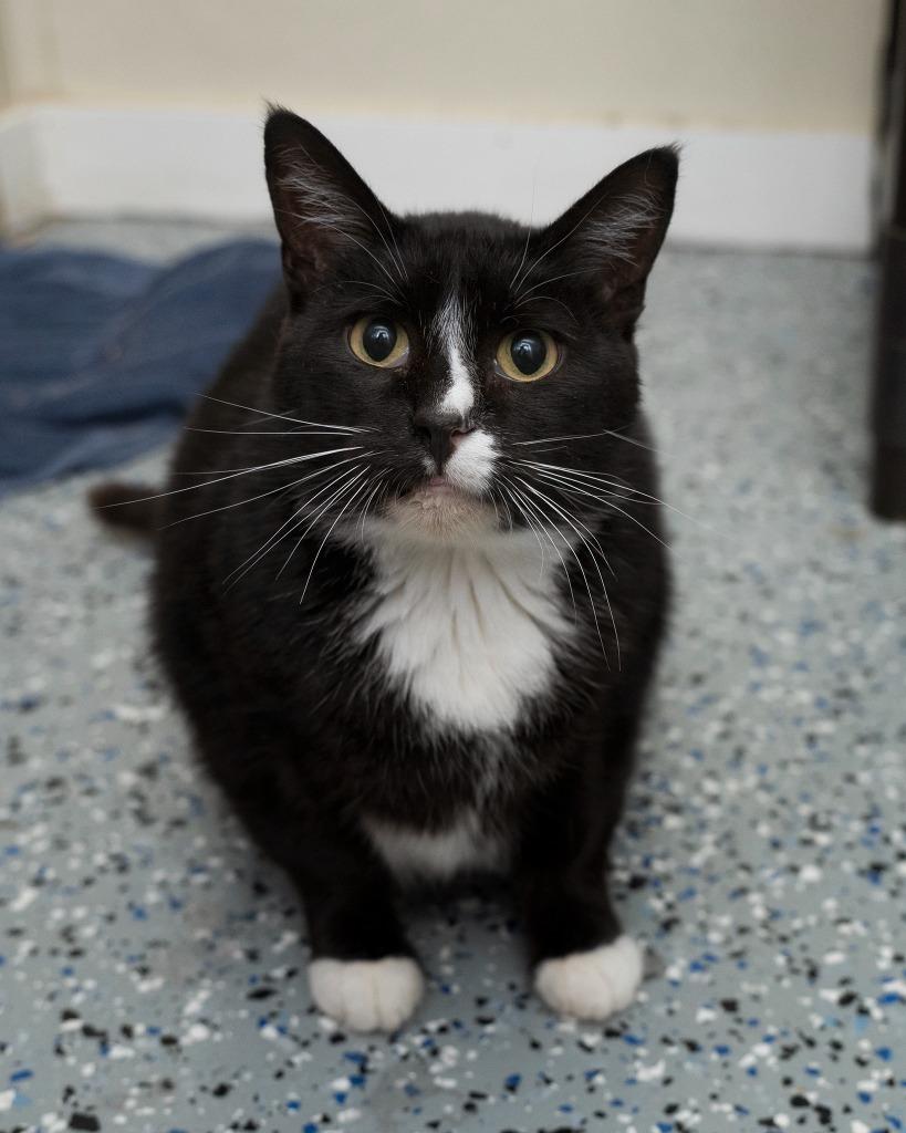 Branson, Adoptable, Young Male Domestic Short Hair.