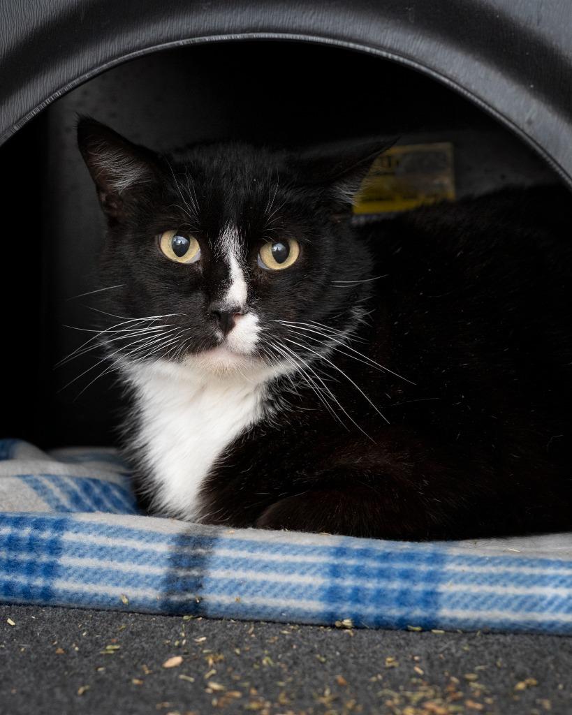 Branson, Adoptable, Young Male Domestic Short Hair.