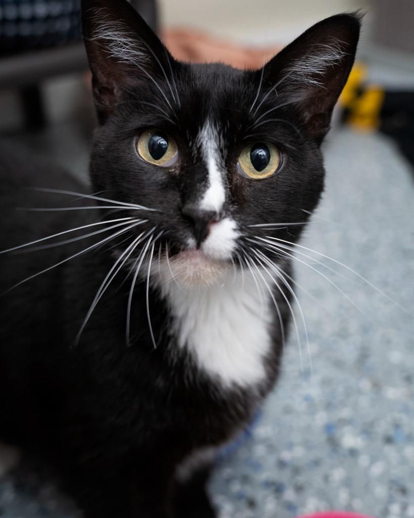 Enlarge Branson, a Adoptable mixed breed in Boone, IA image 2/2