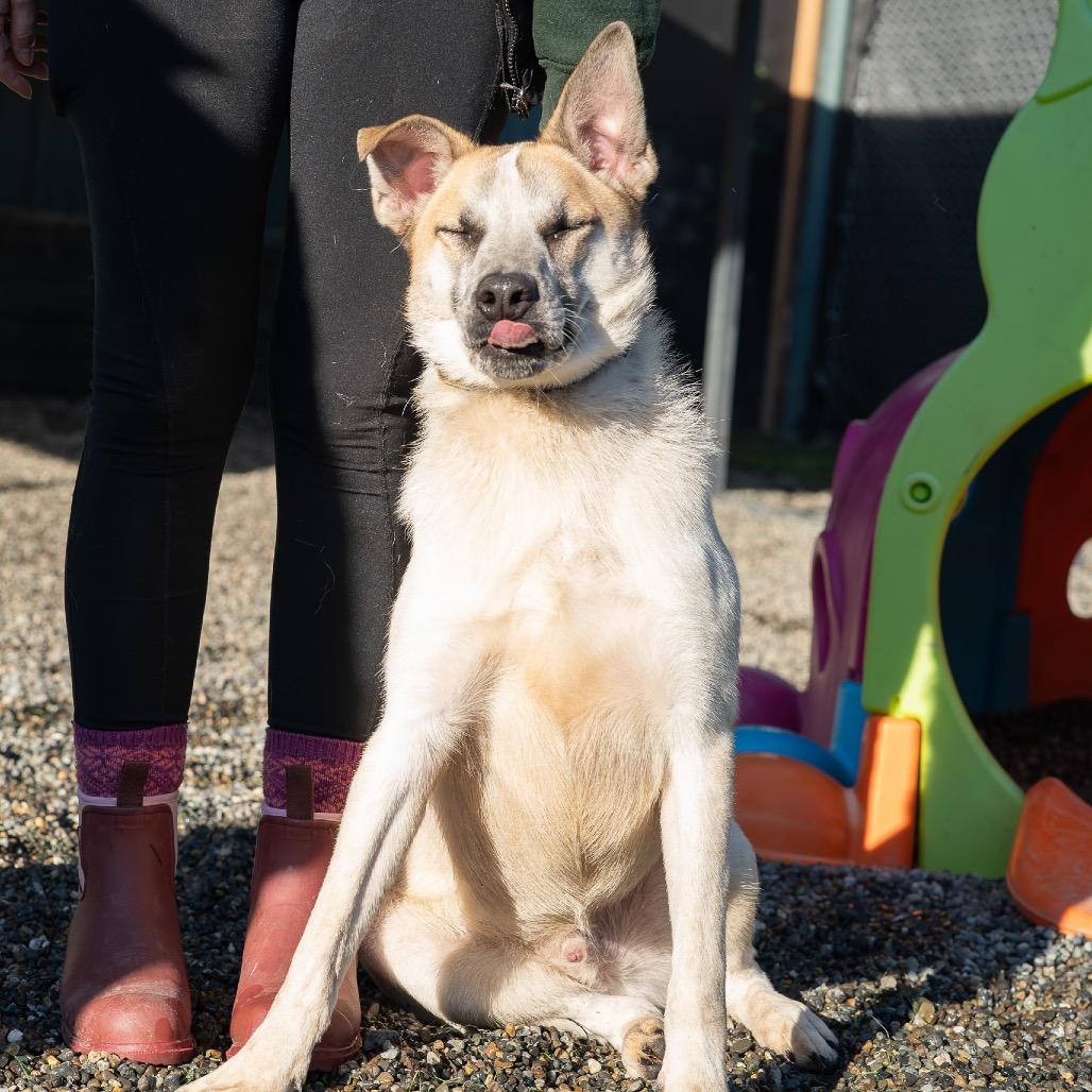 Enlarge Paco, a Adoptable mixed breed in Tacoma, WA image 1/6