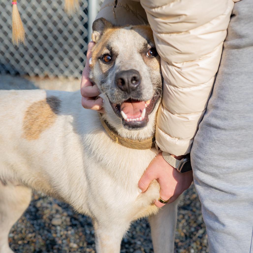 Enlarge Paco, a Adoptable mixed breed in Tacoma, WA image 2/6