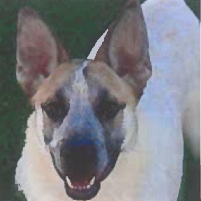 Paco, Adoptable, Young Male German Shepherd Dog & Mixed Breed.