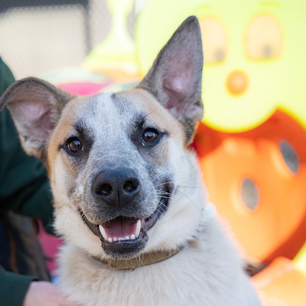 Enlarge Paco, a Adoptable mixed breed in Tacoma, WA image 4/6