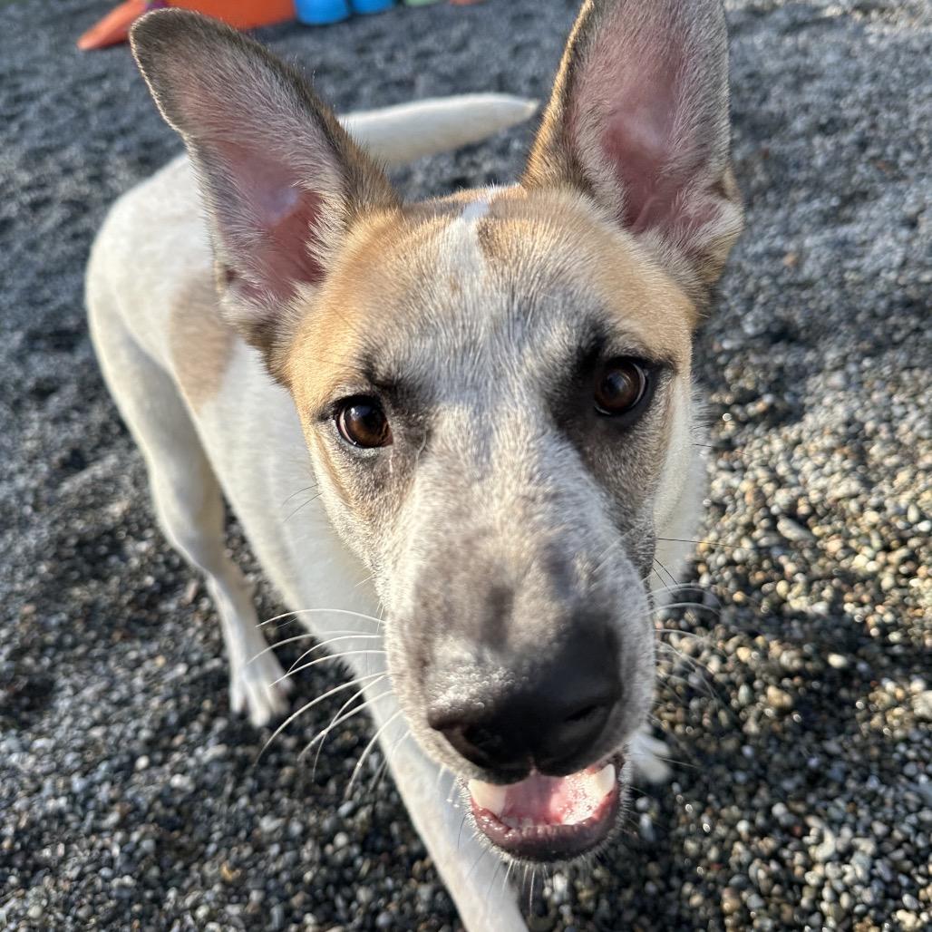 Enlarge Paco, a Adoptable mixed breed in Tacoma, WA image 2/3