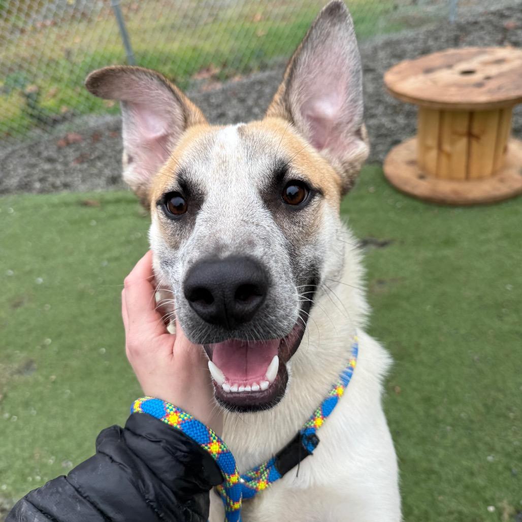 Enlarge Paco, a Adoptable mixed breed in Tacoma, WA image 3/3