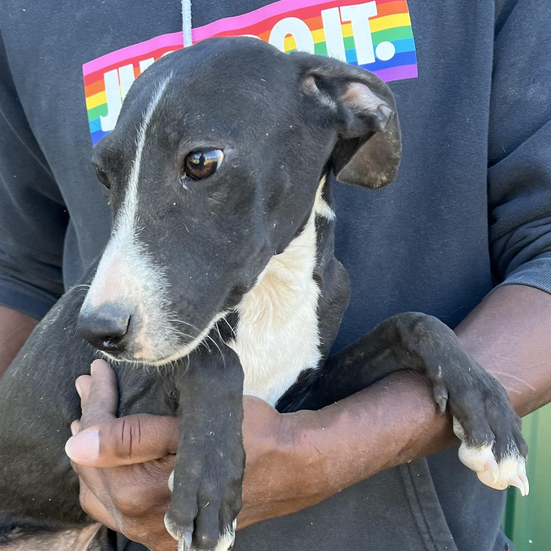 Shazta - Local Dec 19-21, Adoptable, Puppy Male Rat Terrier.