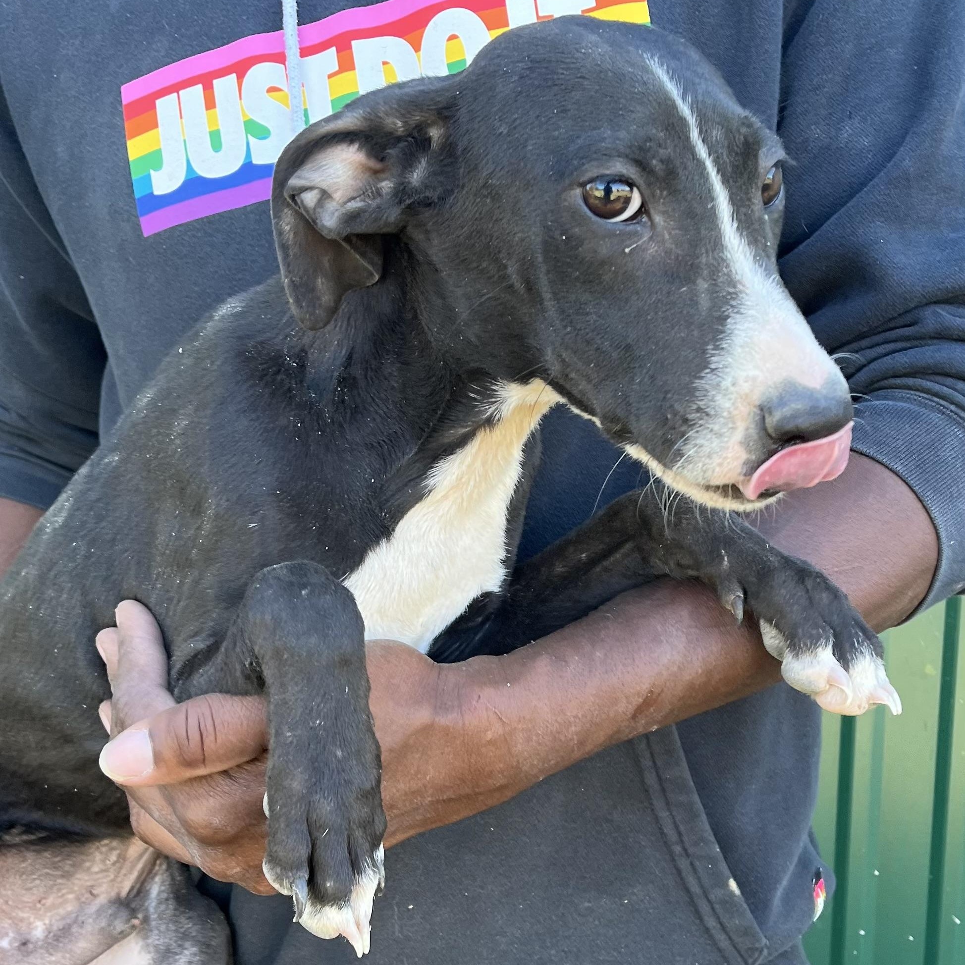 Shazta - Local Dec 19-21, a Adoptable mixed breed in Beaverton , OR image 2/5