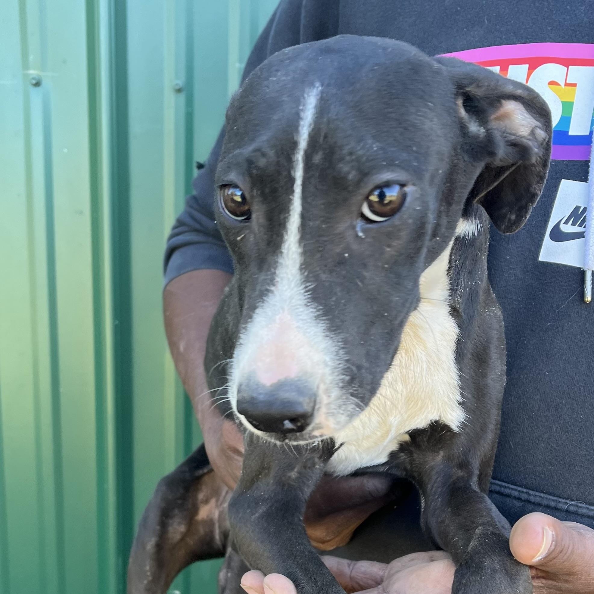 Shazta - Local Dec 19-21, a Adoptable mixed breed in Beaverton , OR image 3/5