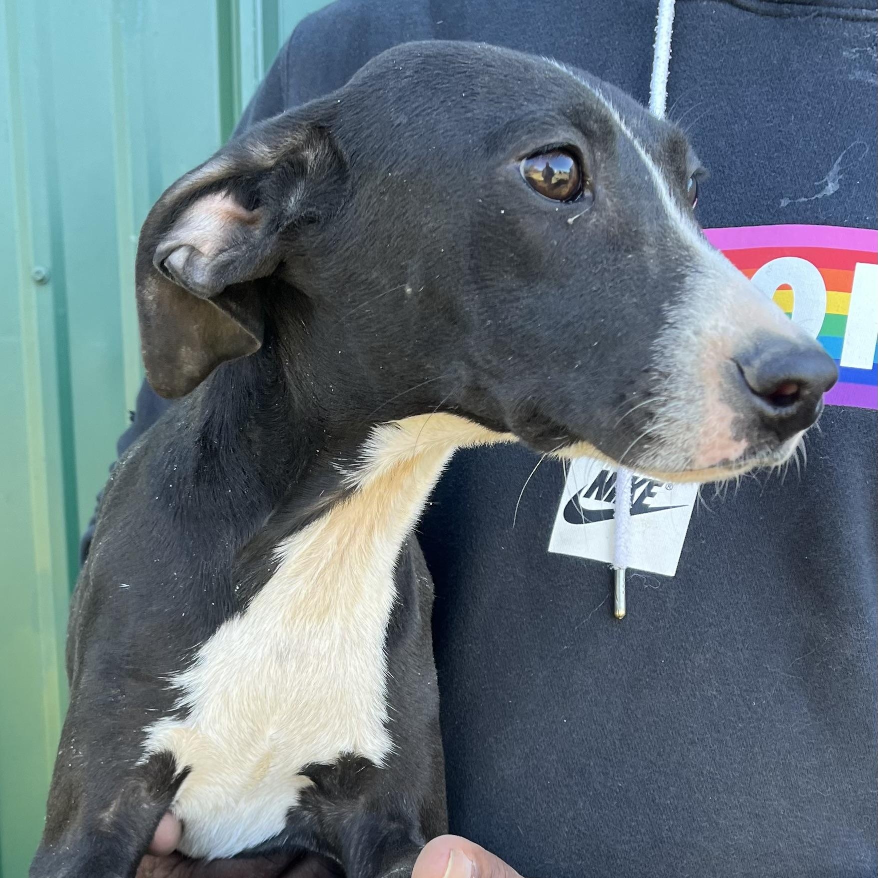 Shazta - Local Dec 19-21, a Adoptable mixed breed in Beaverton , OR image 4/5