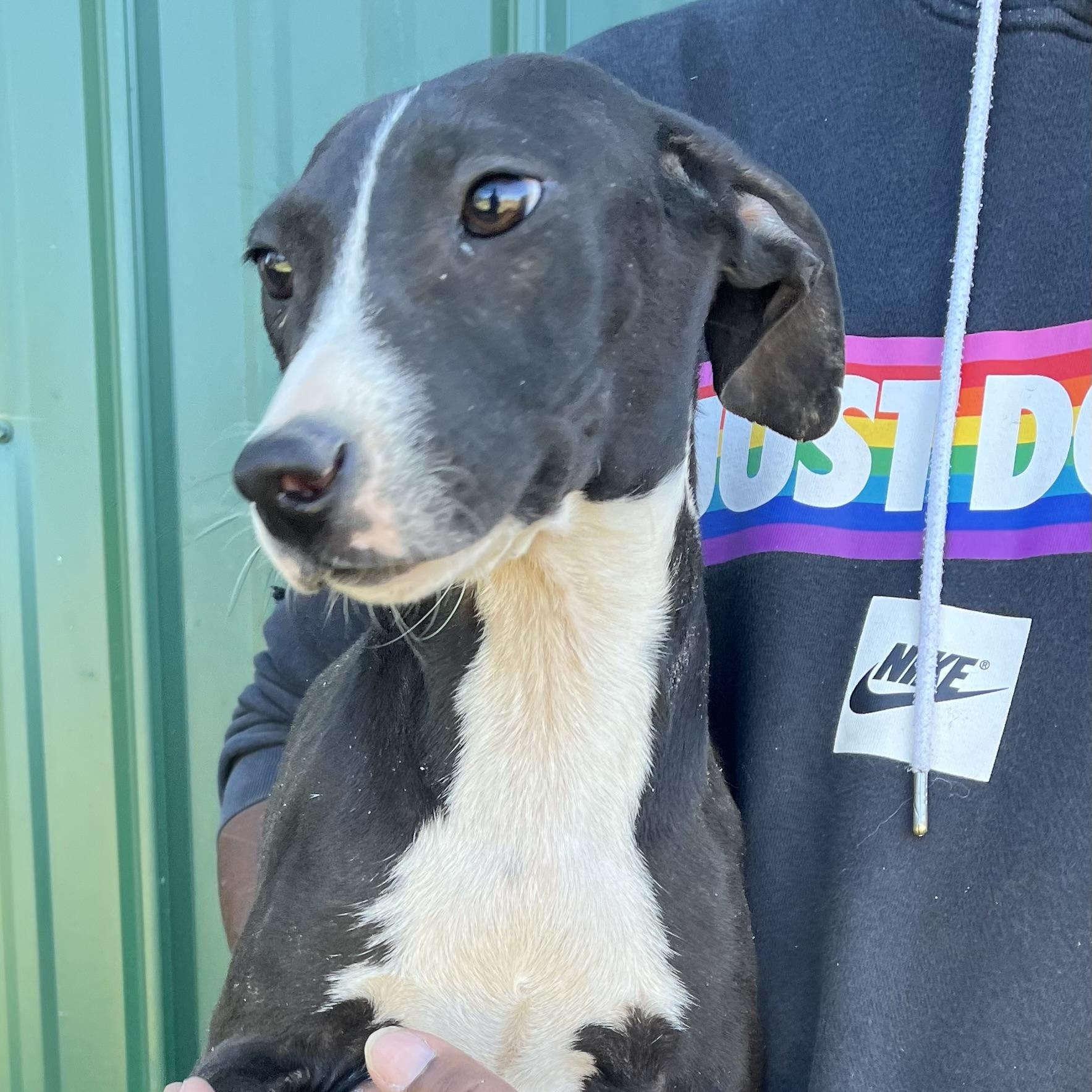 Shazta - Local Dec 19-21, a Adoptable mixed breed in Beaverton , OR image 5/5