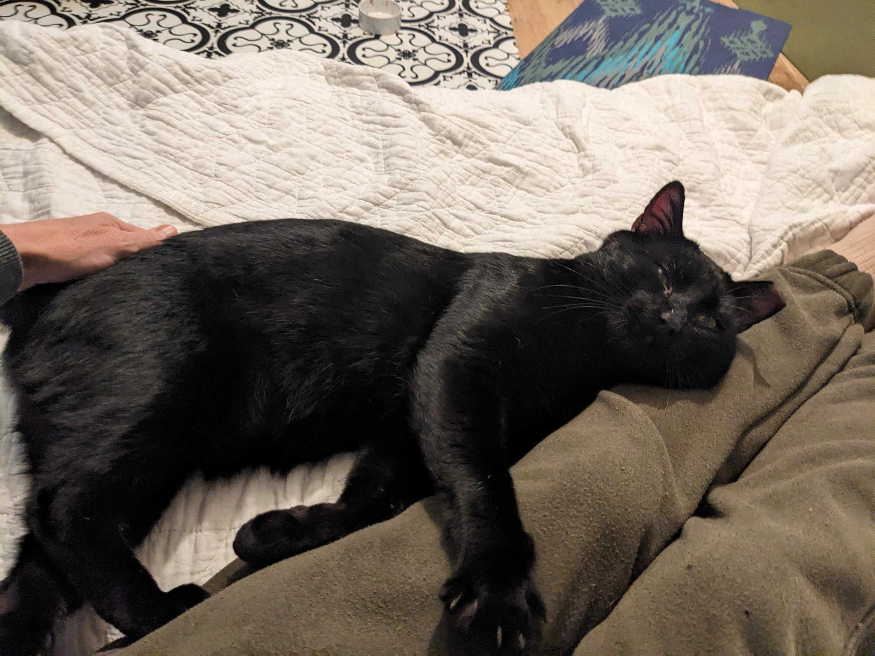 Ronin, an adoptable Domestic Short Hair in Seattle, WA image 5/6