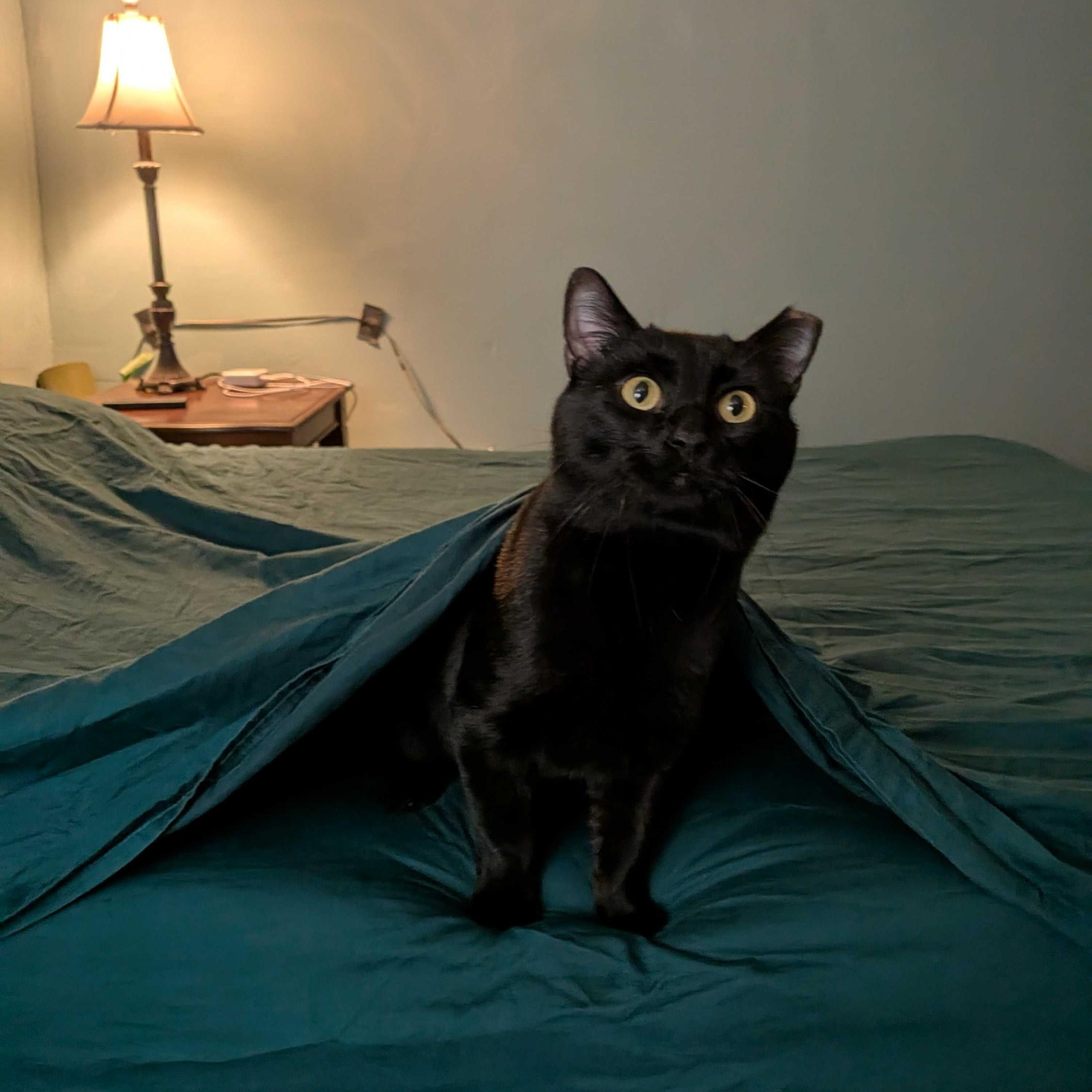 Ronin, an adoptable Domestic Short Hair in Seattle, WA image 1/6