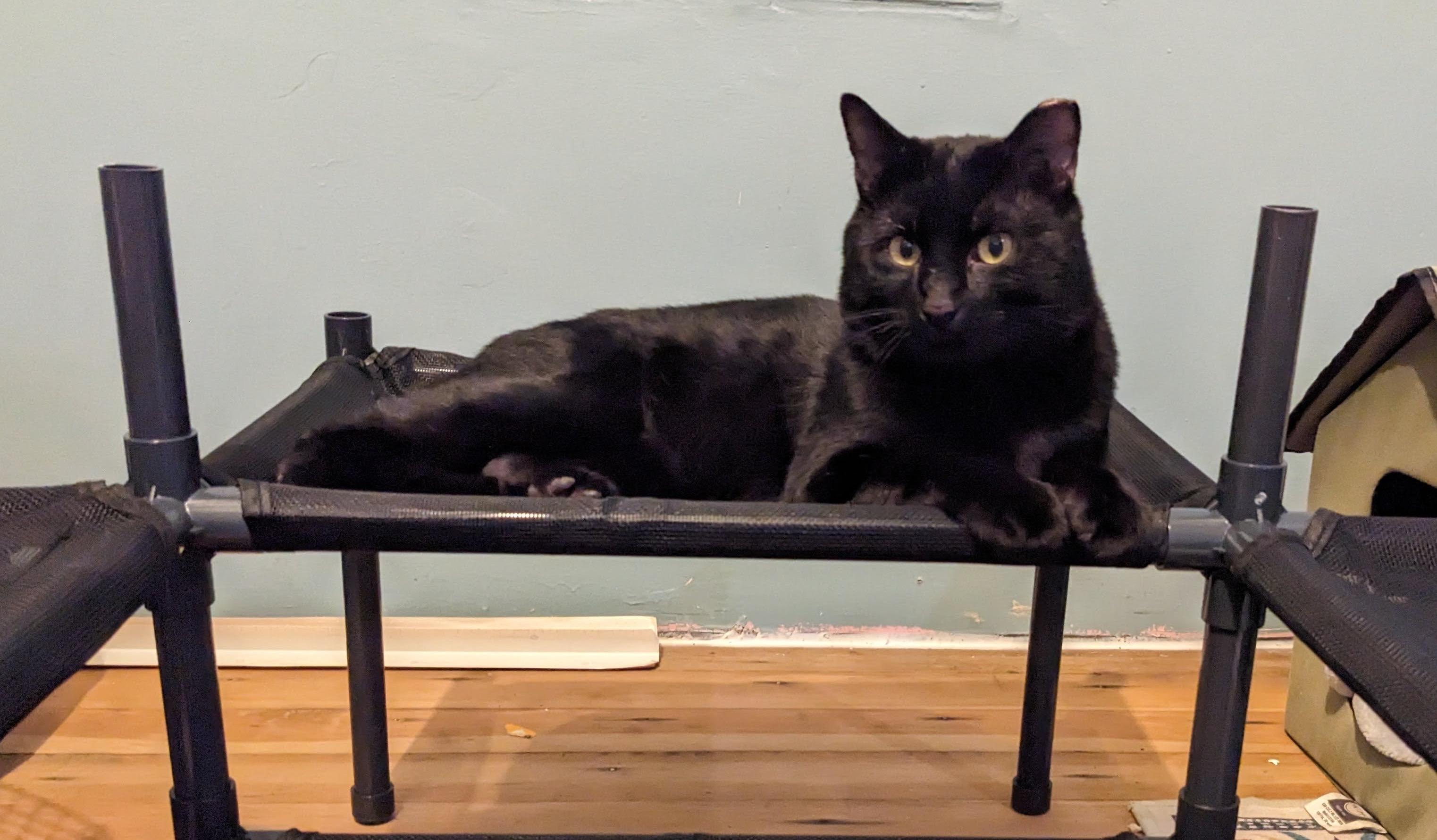 Ronin, an adoptable Domestic Short Hair in Seattle, WA image 2/6