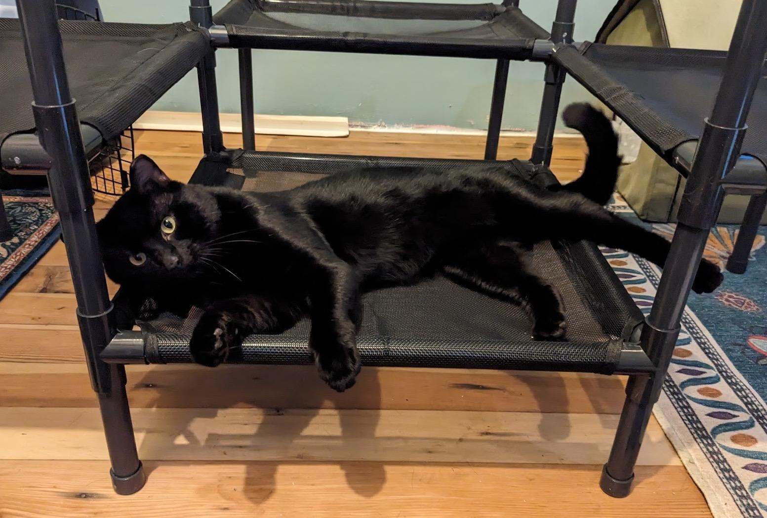 Ronin, an adoptable Domestic Short Hair in Seattle, WA image 3/6