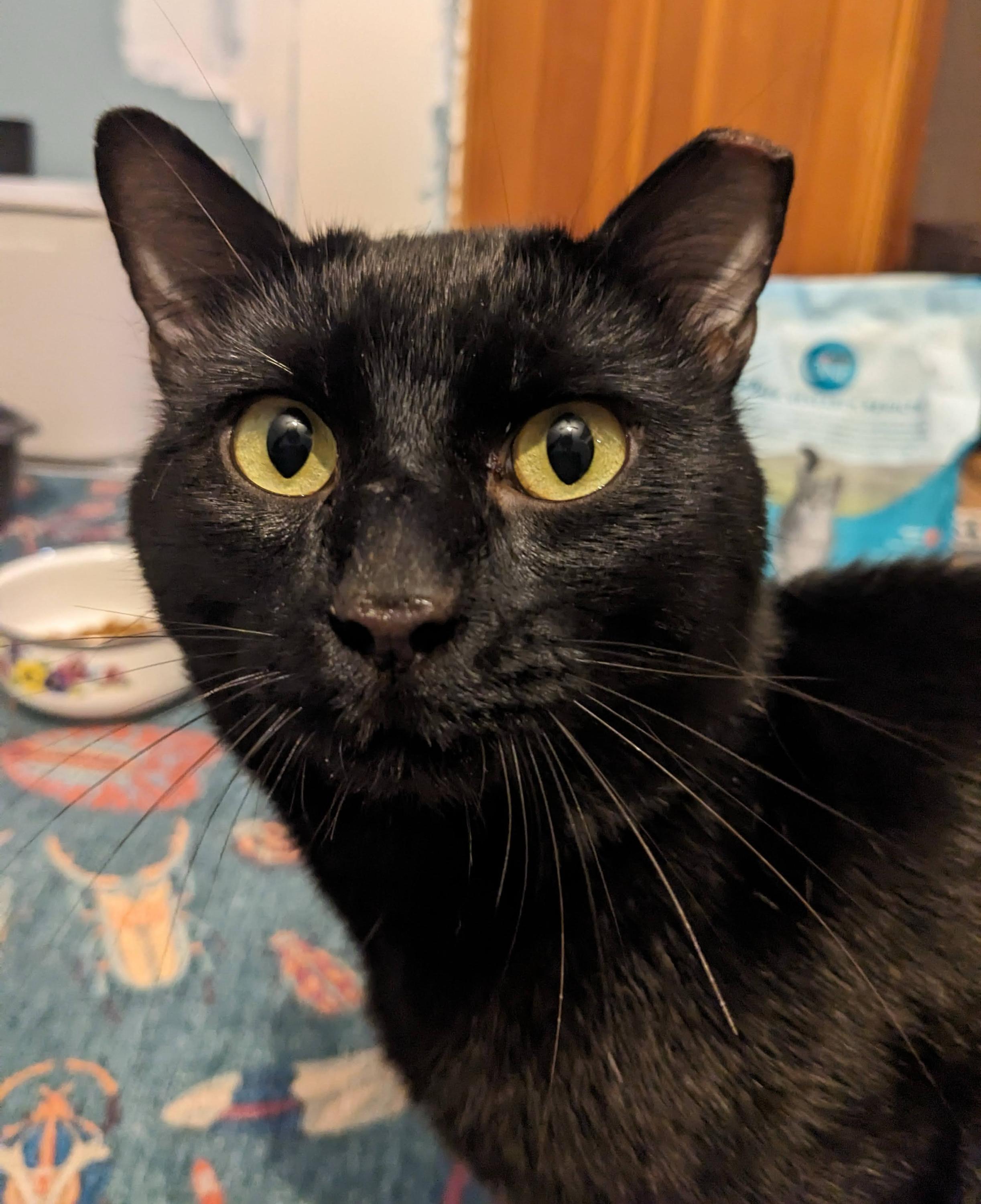 Ronin, an adoptable Domestic Short Hair in Seattle, WA image 4/6