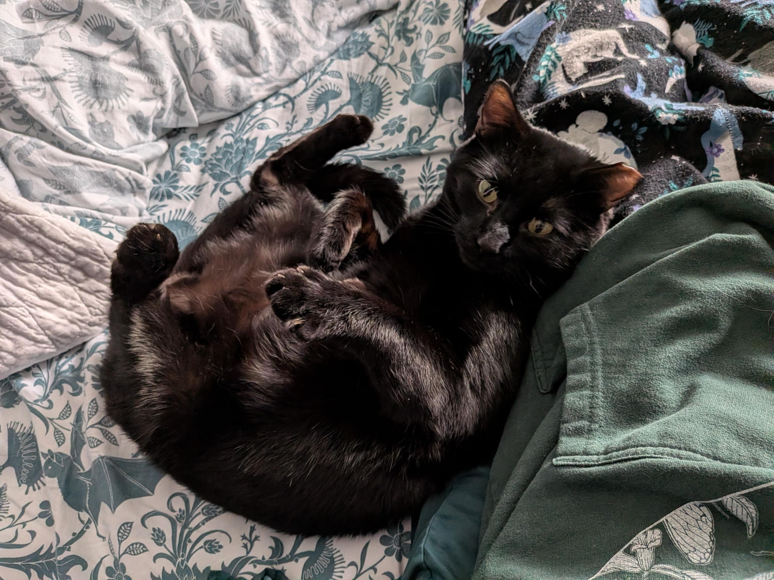 Ronin, an adoptable Domestic Short Hair in Seattle, WA image 6/6