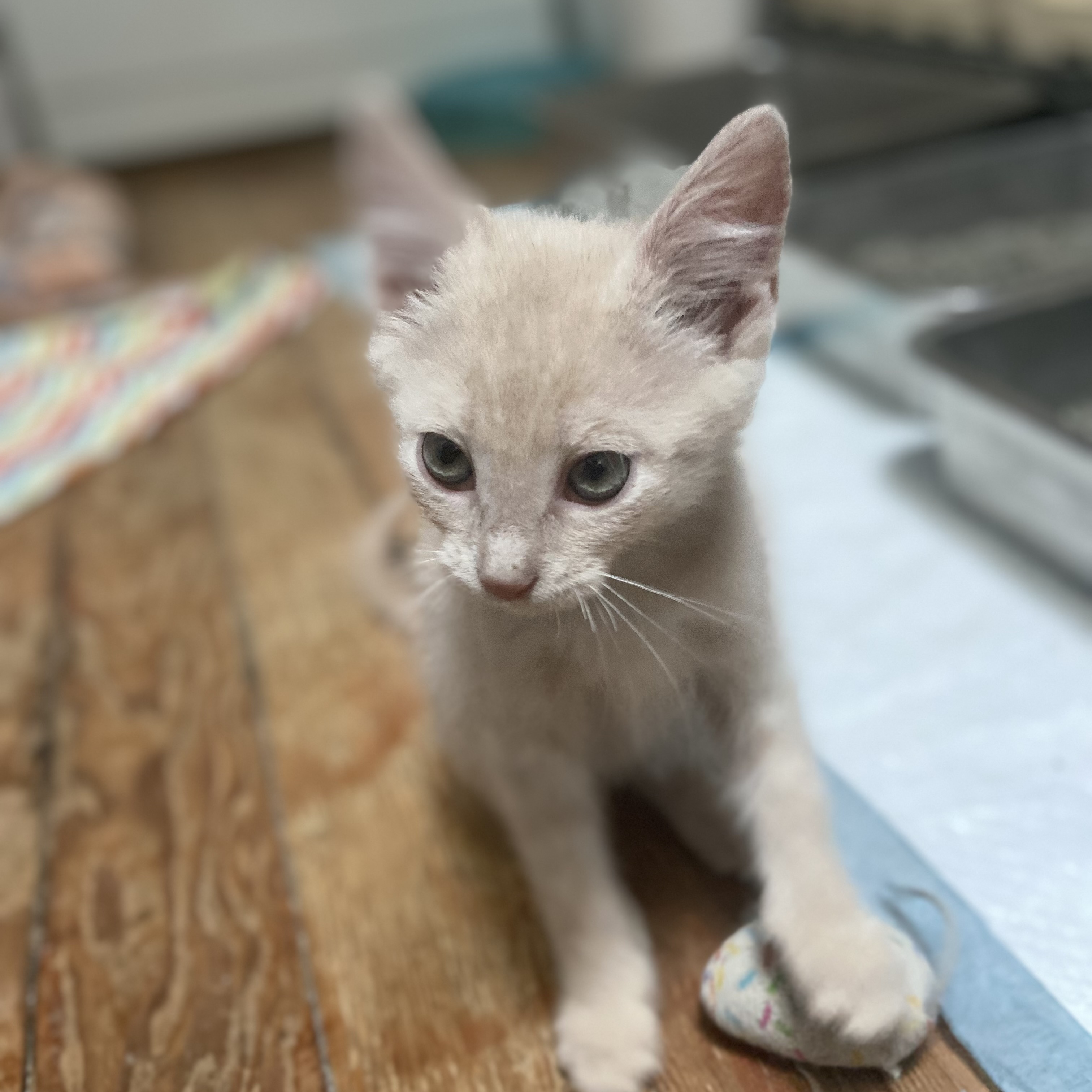 Cat for adoption Rolo Coleman, a Domestic Short Hair in Denver, CO