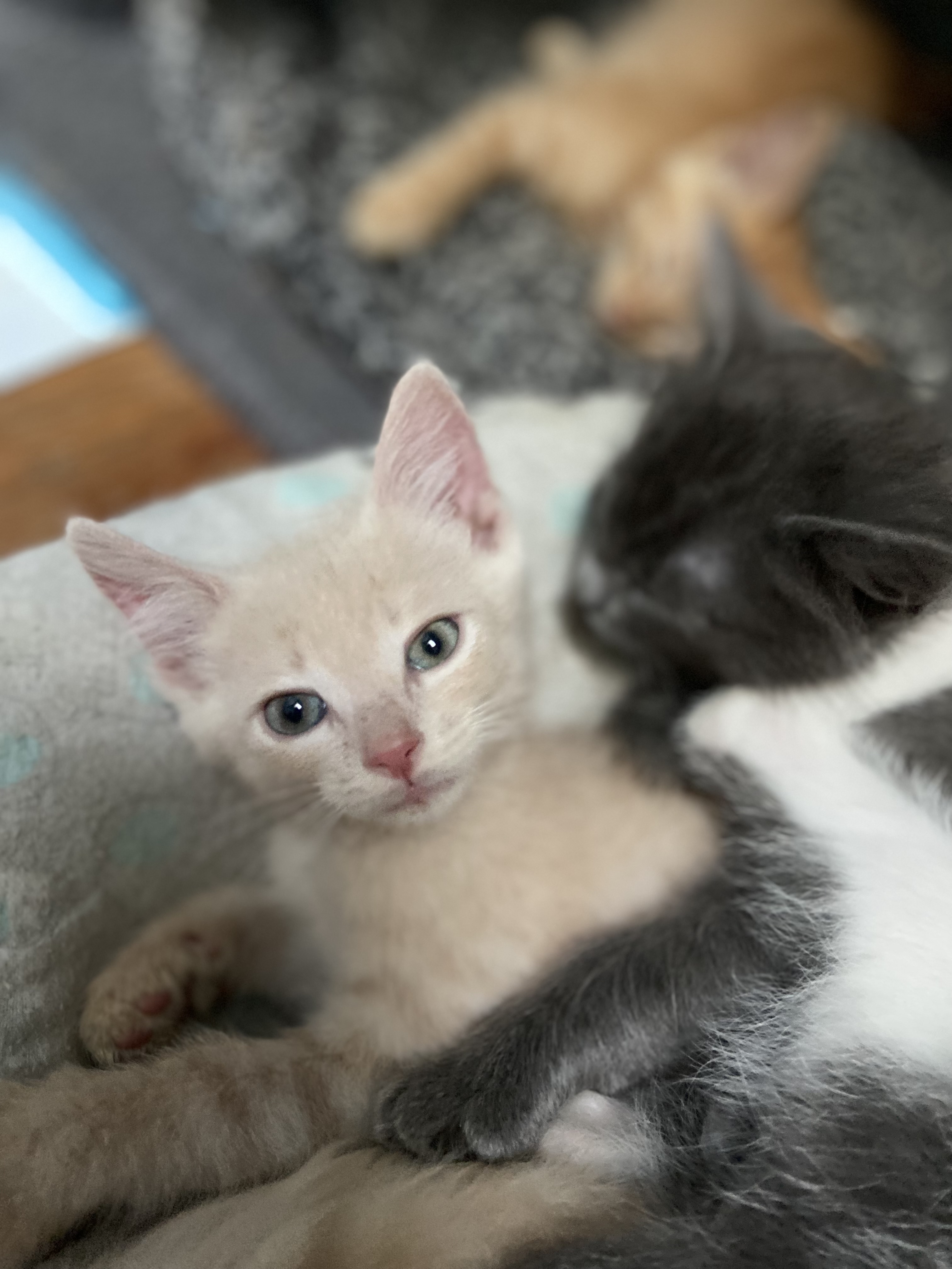Cat for adoption Rolo Coleman, a Domestic Short Hair in Denver, CO