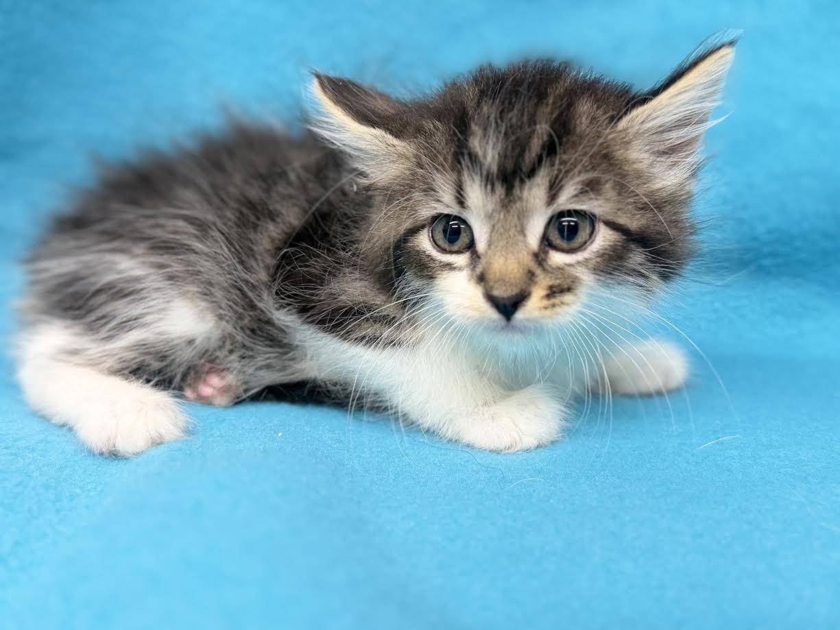 Enlarge Gumdrop, a ADOPTABLE Domestic Medium Hair in Oakdale, CA image 1/1
