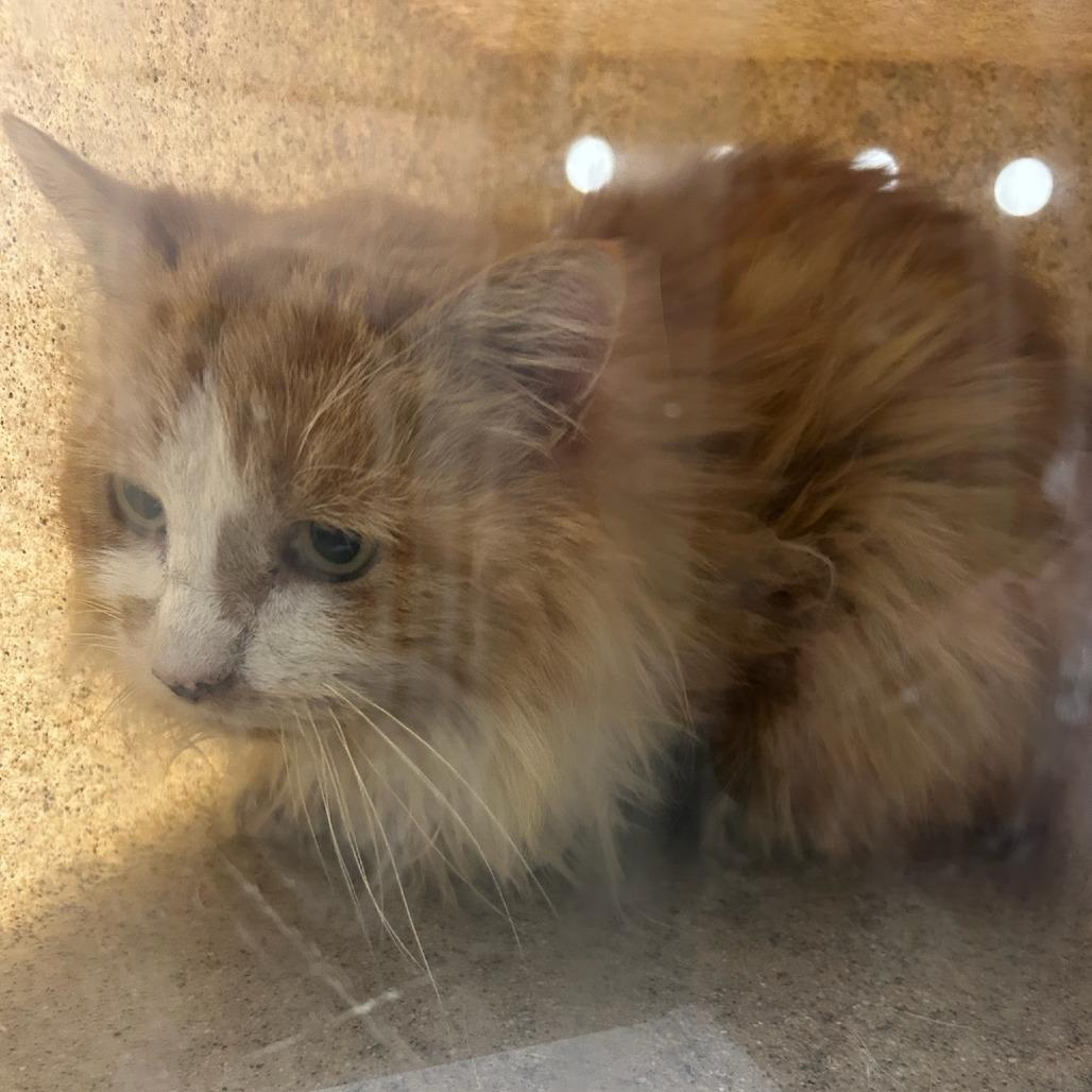 Enlarge ACON-Stray-12025, a Adoptable Domestic Long Hair in Carlyle, IL image 1/1