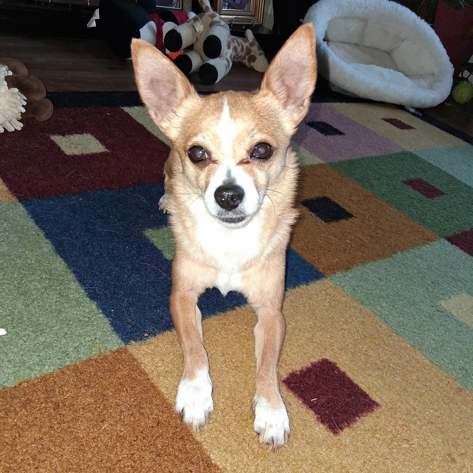 Enlarge Max, a ADOPTABLE Chihuahua in Durham, NC image 1/5