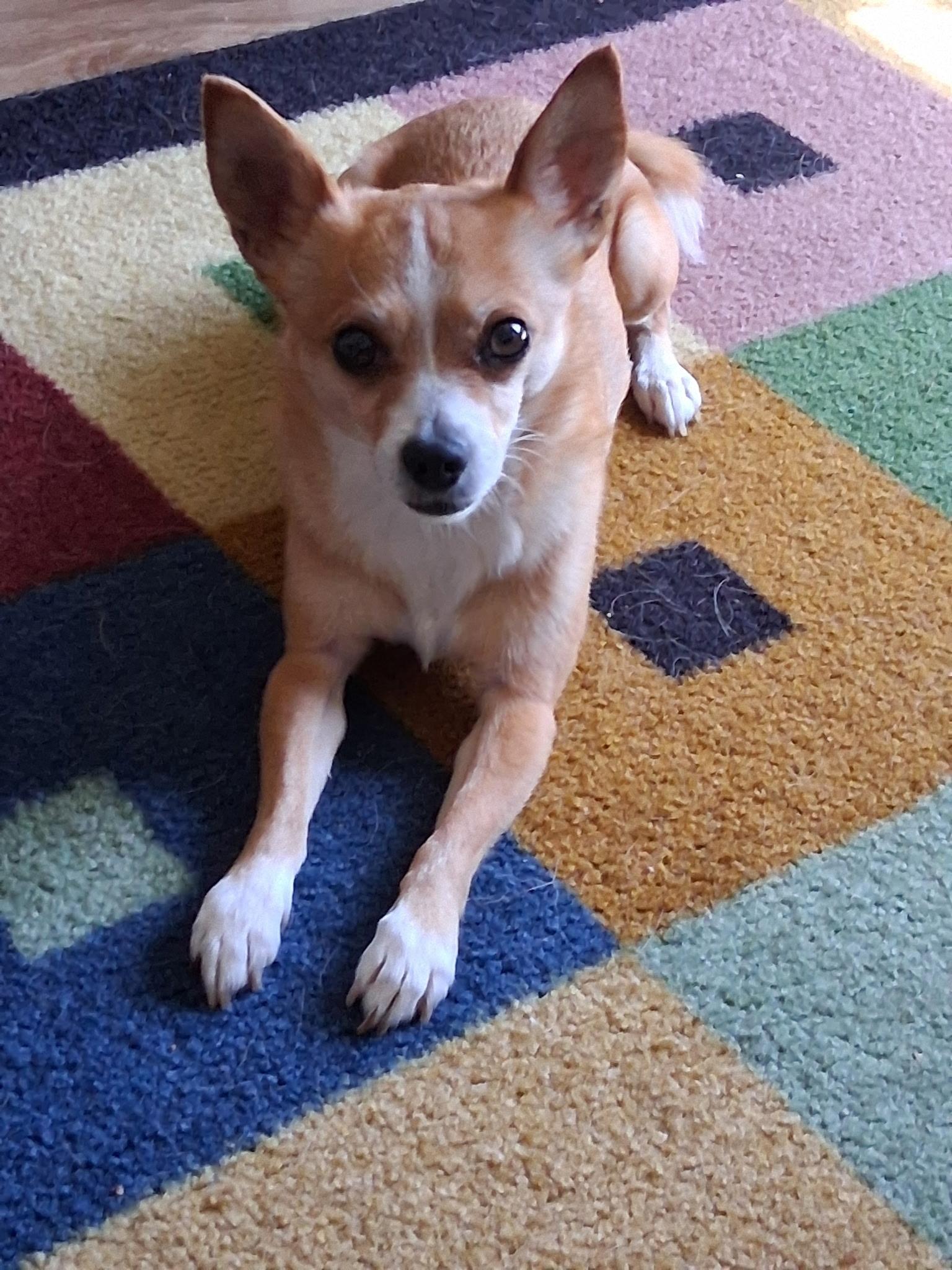 Enlarge Max, a ADOPTABLE Chihuahua in Durham, NC image 2/5