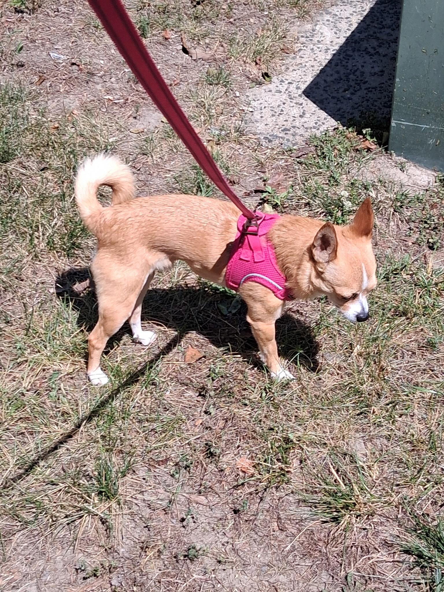 Enlarge Max, a ADOPTABLE Chihuahua in Durham, NC image 3/5