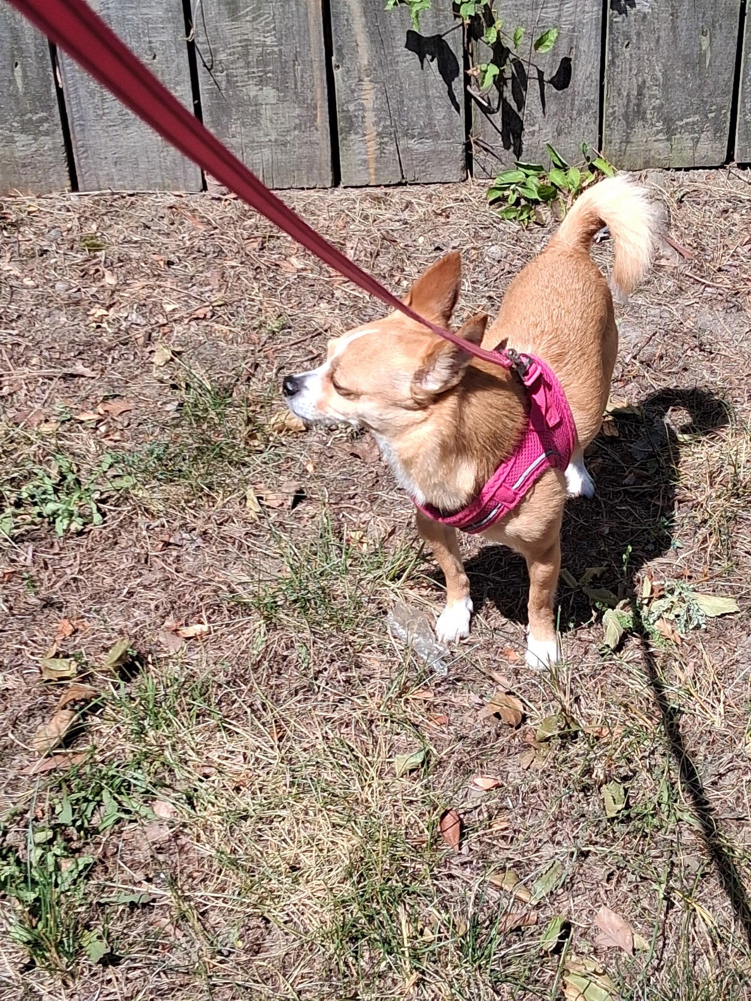 Enlarge Max, a ADOPTABLE Chihuahua in Durham, NC image 4/5