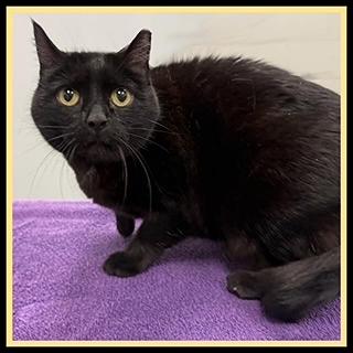 Enlarge SOLSTICE, a Adoptable Domestic Short Hair in Peoria, IL image 1/1