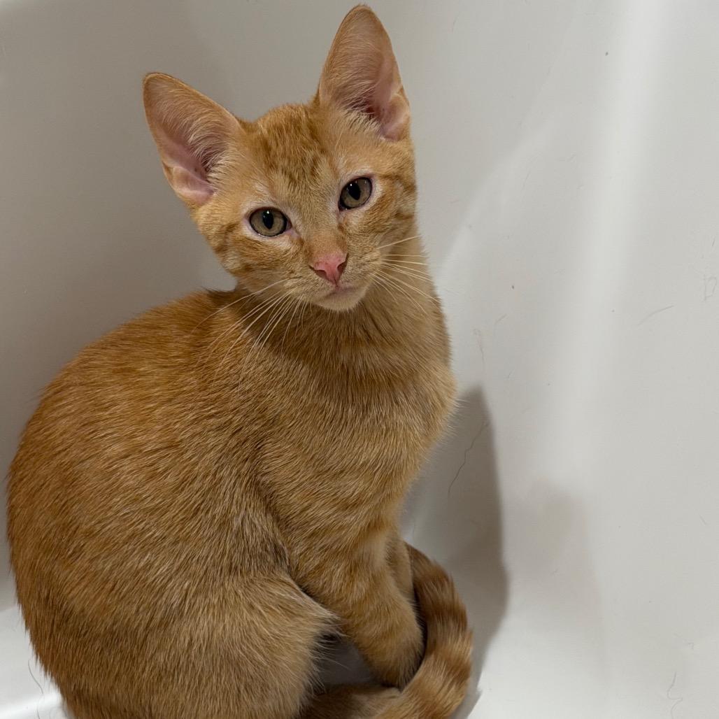Fry, Adoptable, Kitten Female American Shorthair.
