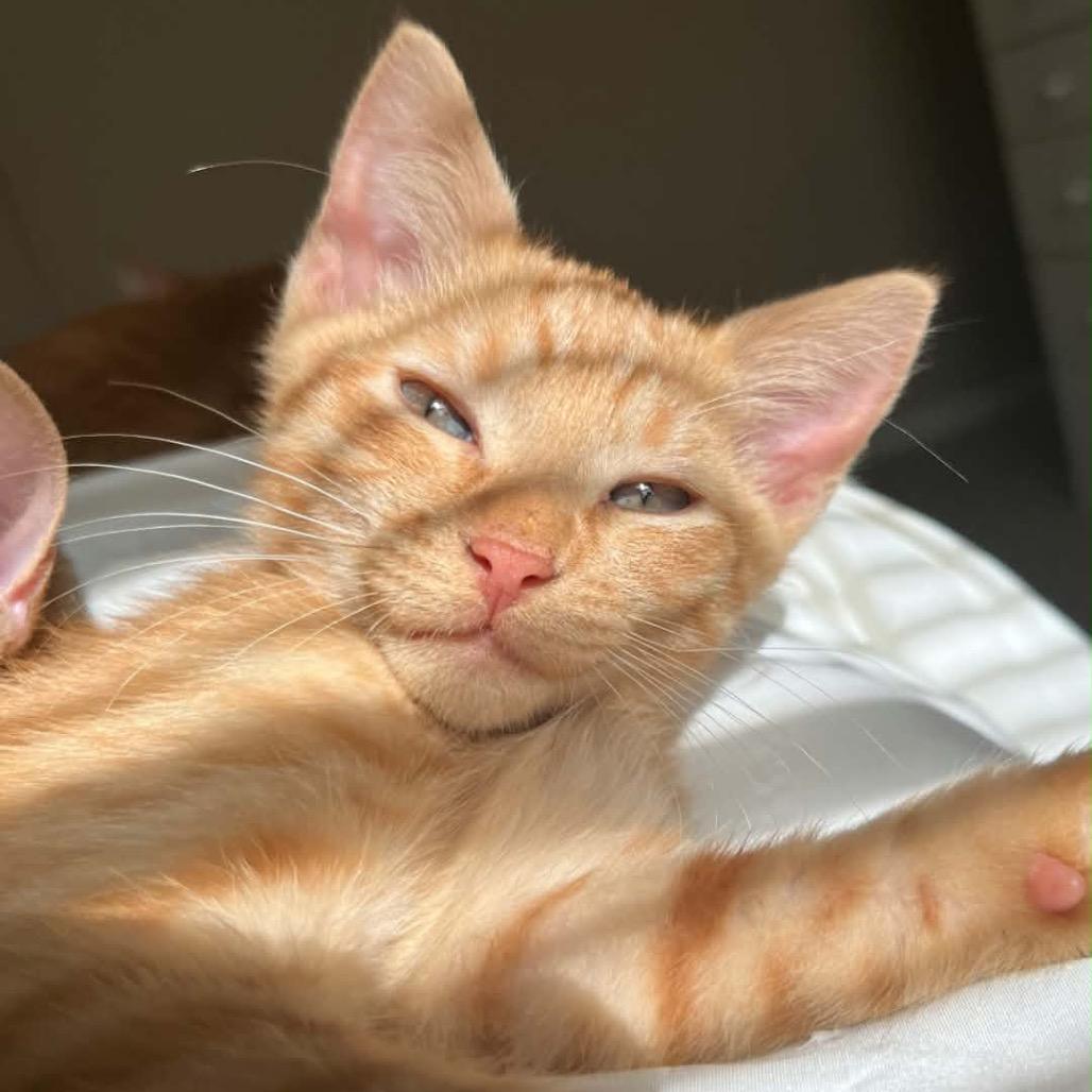 Enlarge Fry, a Adoptable American Shorthair in mount vernon, AR image 2/2