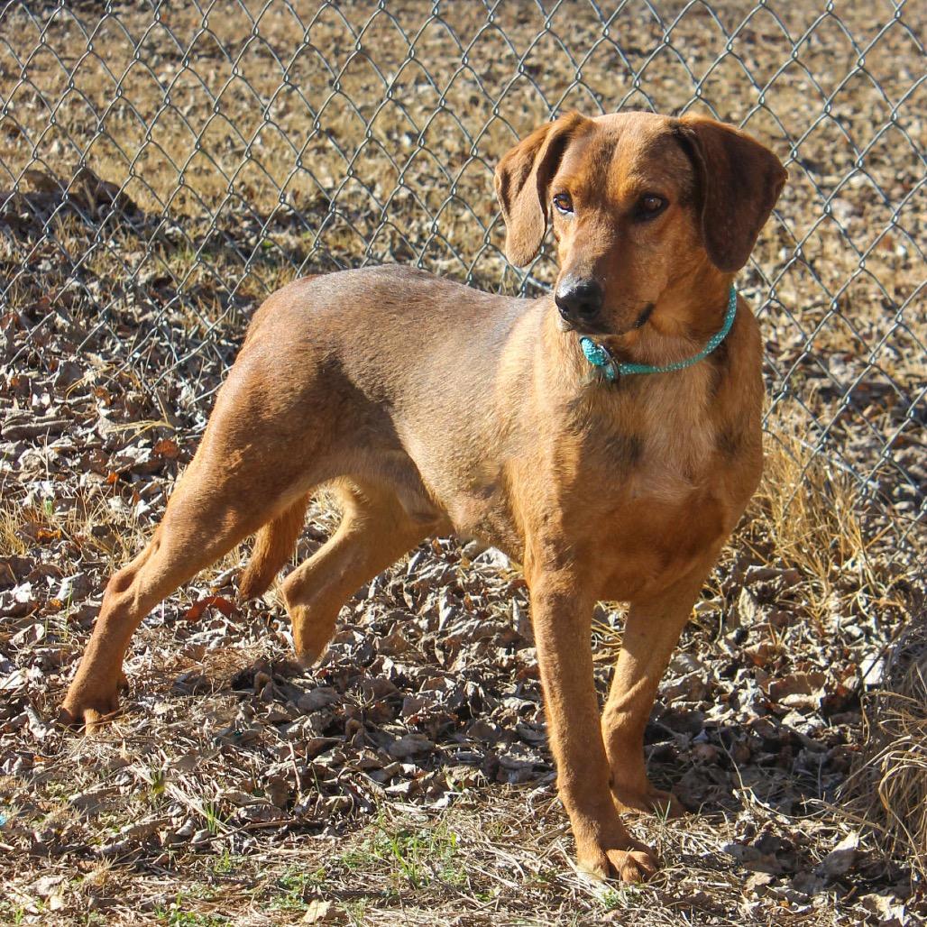 Enlarge Haku, a Adoptable Mixed Breed in Pauls Valley, OK image 1/1