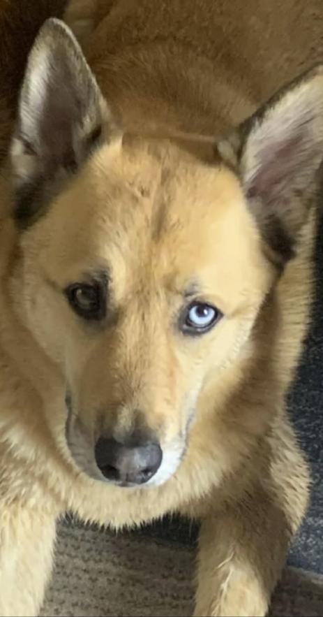 Jasper, ADOPTABLE, Adult Male Husky & Border Collie.