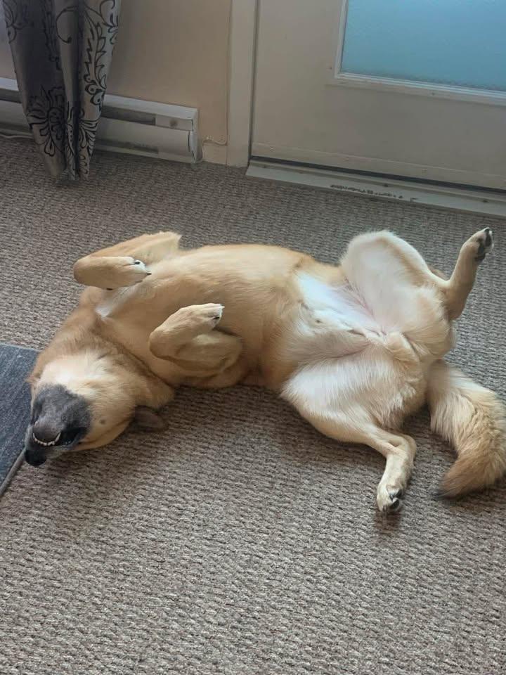 Enlarge Jasper, a ADOPTABLE mixed breed in Crystal City, MB image 3/5