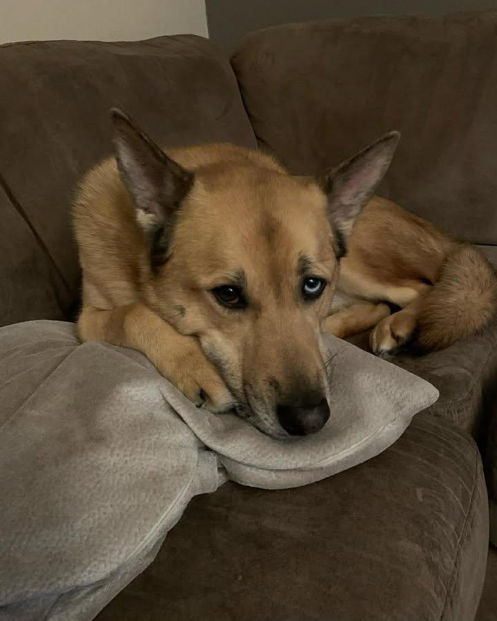 Enlarge Jasper, a ADOPTABLE mixed breed in Crystal City, MB image 5/5