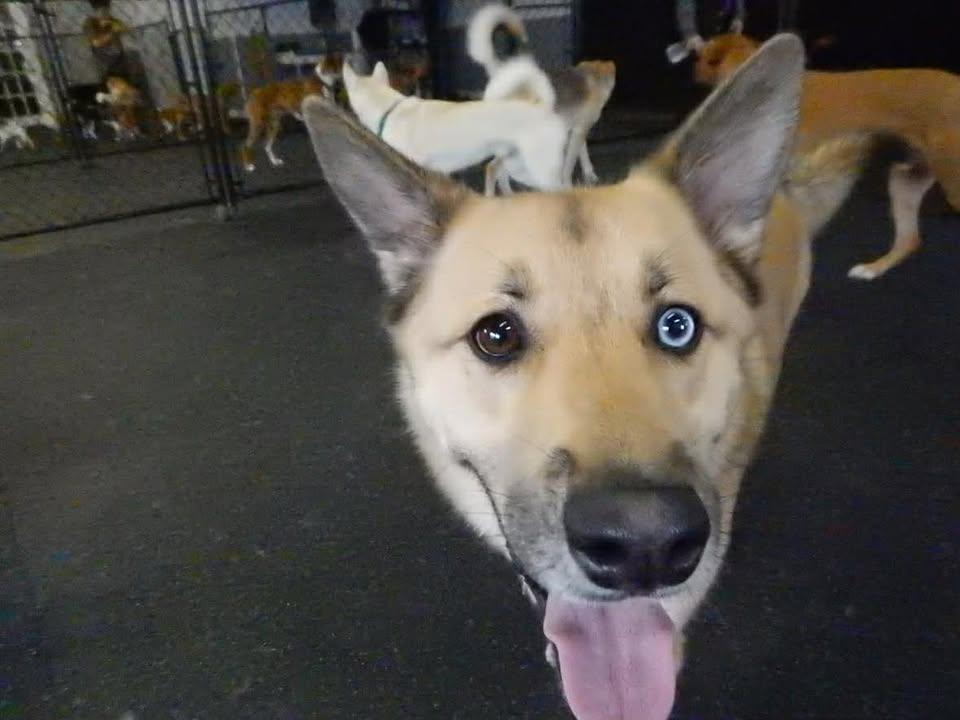 Enlarge Jasper, a ADOPTABLE mixed breed in Crystal City, MB image 4/5